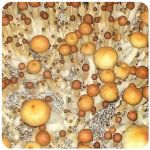 Псилоцибиновые (галлюциногенные) грибы в Зернограде Psilocybin "Golden Teacher" Псилоцибиновые (галлюциногенные) грибы в Зернограде Psilocybin "Golden Teacher"