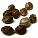 Семена марихуаны АК-47  (Seeds AK-47) в Зернограде